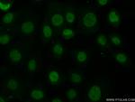 Histone H3.3 Antibody in Immunocytochemistry (ICC/IF)