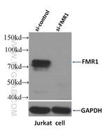FMRP Antibody in Western Blot (WB)