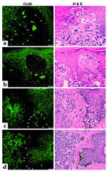 Connexin 26 Antibody in Immunohistochemistry (IHC)