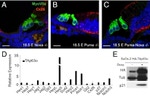 Connexin 26 Antibody in Immunohistochemistry (IHC)