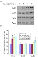 Connexin 26 Antibody in Western Blot (WB)