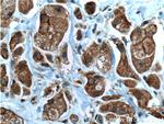 Pirh2 Antibody in Immunohistochemistry (Paraffin) (IHC (P))