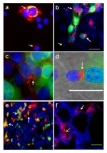 Connexin 43 Antibody in Immunocytochemistry (ICC/IF)