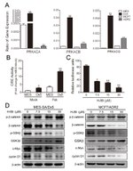 beta Catenin Antibody in Western Blot (WB)