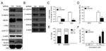 beta Catenin Antibody in Western Blot (WB)