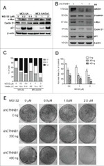 beta Catenin Antibody in Western Blot (WB)