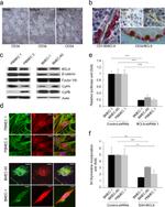 beta Catenin Antibody in Immunocytochemistry (ICC/IF)