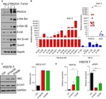 beta Catenin Antibody in Western Blot (WB)