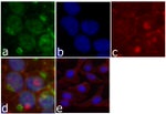 beta Catenin Antibody in Immunocytochemistry (ICC/IF)