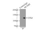 NCAM2 Antibody in Immunoprecipitation (IP)