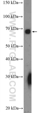 PKC iota Antibody in Western Blot (WB)