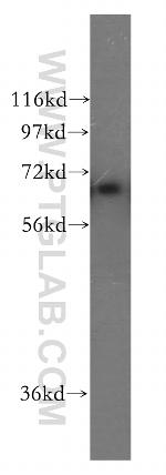 PKC iota Antibody in Western Blot (WB)