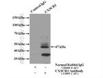 CX3CR1 Antibody in Immunoprecipitation (IP)