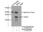 MEK3 Antibody in Immunoprecipitation (IP)