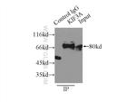 KIF3A Antibody in Immunoprecipitation (IP)