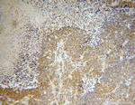 ZnT7 Antibody in Immunohistochemistry (Paraffin) (IHC (P))