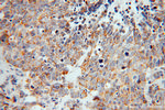 ZnT7 Antibody in Immunohistochemistry (Paraffin) (IHC (P))