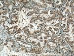 ZnT7 Antibody in Immunohistochemistry (Paraffin) (IHC (P))