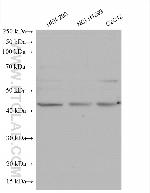 ZnT7 Antibody in Western Blot (WB)