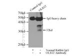 OLIG2 Antibody in Immunoprecipitation (IP)