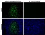 CD11b Antibody in Immunohistochemistry (Paraffin) (IHC (P))