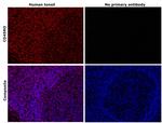 CD45RO Antibody in Immunohistochemistry (Paraffin) (IHC (P))