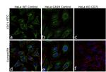 CD71 (Transferrin Receptor) Antibody