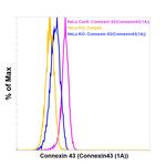 Connexin 43 Antibody