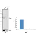 cGAS Antibody