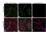 Ki-67 Antibody in Immunocytochemistry (ICC/IF)