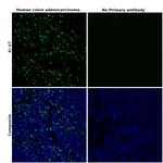 Ki-67 Antibody in Immunohistochemistry (Paraffin) (IHC (P))