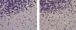 SOX10 Antibody in Immunohistochemistry (Paraffin) (IHC (P))