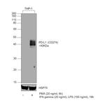 CD274 (PD-L1, B7-H1) Antibody in Western Blot (WB)