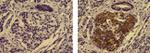 Pdx1 Antibody in Immunohistochemistry (Paraffin) (IHC (P))