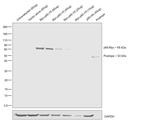 c-Myc Antibody in Western Blot (WB)