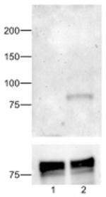 Phospho-STAT1 (Tyr701) Antibody in Western Blot (WB)