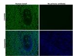 CD45RB Antibody in Immunohistochemistry (Paraffin) (IHC (P))