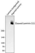 Cleaved Laminin 111 Antibody in Western Blot (WB)