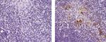 LAMP5 (BAD-LAMP) Antibody in Immunohistochemistry (Paraffin) (IHC (P))