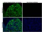 Arginase 1 Antibody in Immunohistochemistry (Paraffin) (IHC (P))