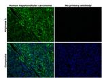 Arginase 1 Antibody in Immunohistochemistry (Paraffin) (IHC (P))