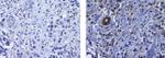 PU.1 Antibody in Immunohistochemistry (Paraffin) (IHC (P))