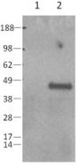 Caspase 1 Antibody in Western Blot (WB)