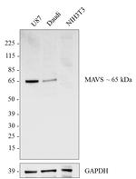 MAVS Antibody in Western Blot (WB)
