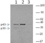 Caspase 11 Antibody in Western Blot (WB)