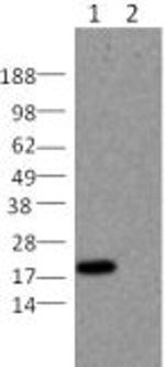 BID Antibody in Western Blot (WB)