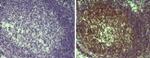 MALT1 Antibody in Immunohistochemistry (Paraffin) (IHC (P))