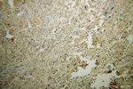 PPP3R2 Antibody in Immunohistochemistry (Paraffin) (IHC (P))