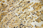 PPP3R2 Antibody in Immunohistochemistry (Paraffin) (IHC (P))