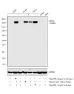 CD11b Antibody